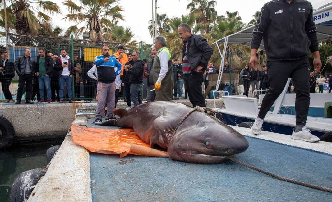 O ilimizde son 20 günde 2 köpekbalığı yakalandı! Deniz kıyısına gidenler dikkat etmeli 35